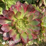 Aeonium Banquet Clustering