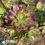 Aeonium Banquet Clustering - Image 2