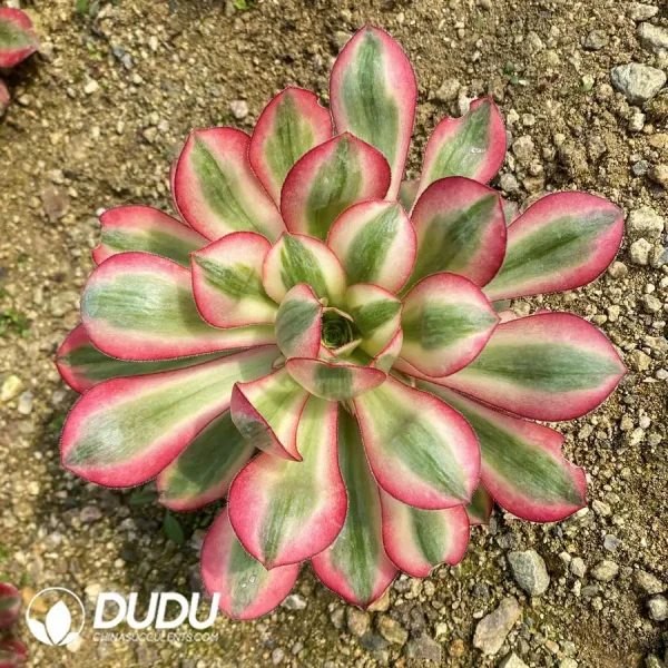 1756120603-e201-337.webp Aeonium Alice Clustering - Image 1