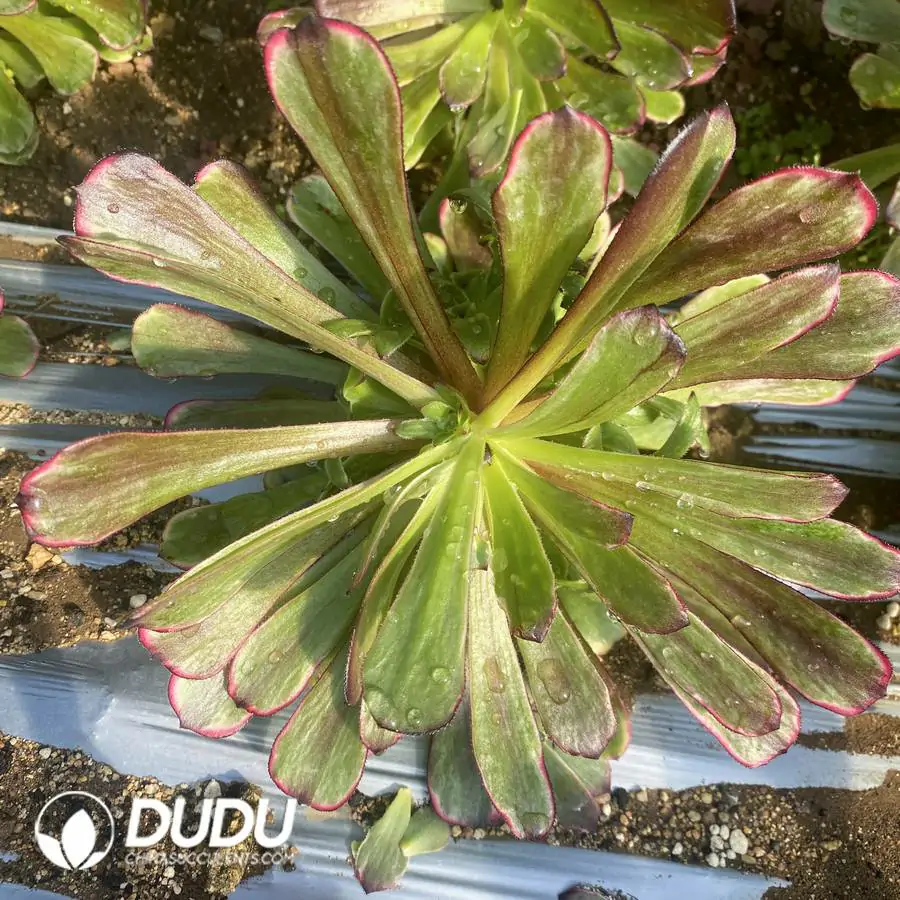 1756120615-e201-344.webp Aeonium Black Angel Clustering - Image 1