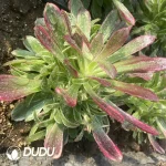 Aeonium Men God Clustering