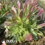 Aeonium Men God Clustering - Image 2