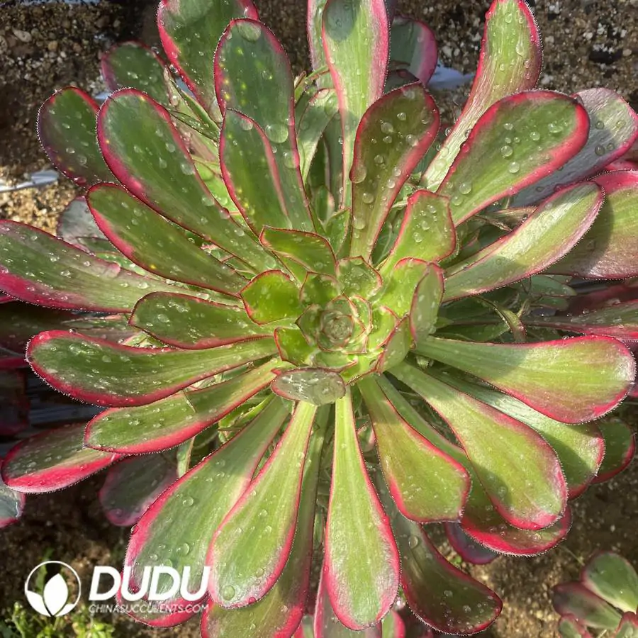 1756120622-e201-347.webp Aeonium Lina Clustering - Image 1