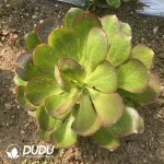 Aeonium Phantom Gold Rose Clustering