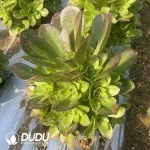 Aeonium Phantom Gold Rose Clustering - Image 2