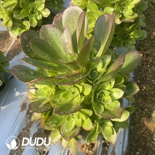 Aeonium Phantom Gold Rose Clustering - Image 2