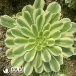 Aeonium Maybach clustering