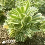 Aeonium Maybach clustering - Image 2