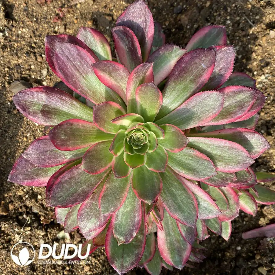 1756120687-e201-377.webp Aeonium Black Devil Variegated - Image 1