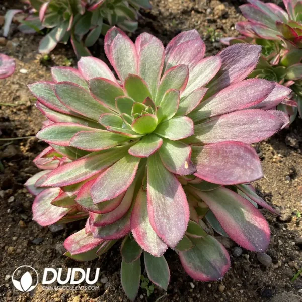 Aeonium Black Devil Variegated - Image 2