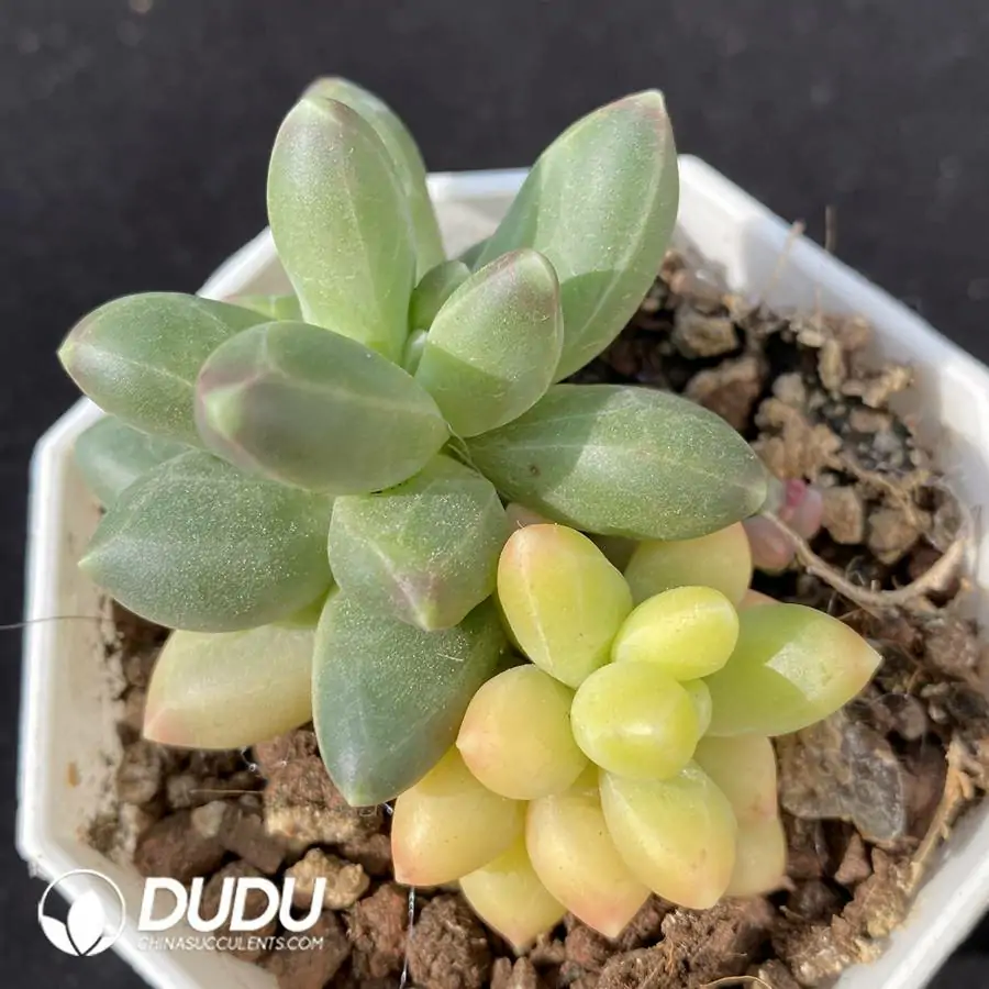 1756120767-e201-419.webp Pachyphytum Chiyoda Variegated Double Head - Image 1