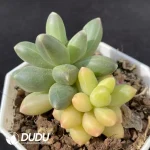 Pachyphytum Chiyoda Variegated Double Head - Image 2