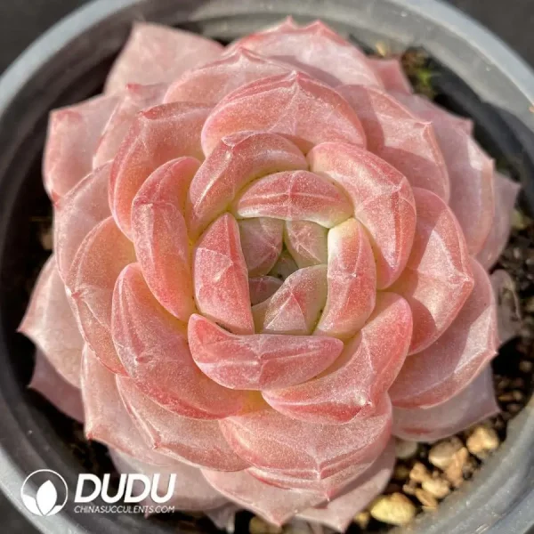 1756120769-e201-421.webp Echeveria Angel Jenny - Image 1