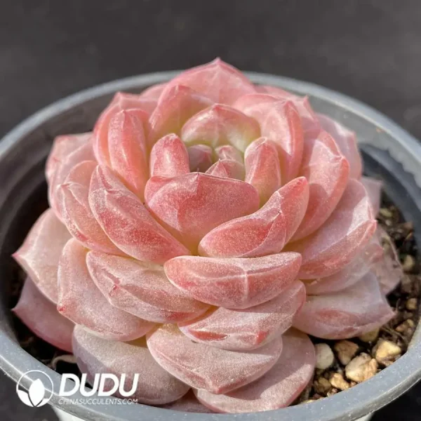 1756120770-e202-409.webp Echeveria Angel Jenny - Image 2