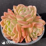 Echeveria Gilva Clustering