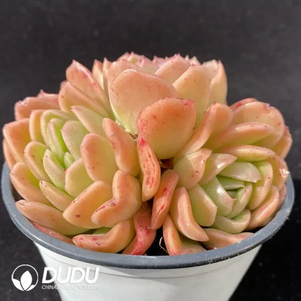 Echeveria Gilva Clustering - Image 2