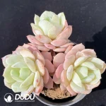 Echeveria Love Song Clustering