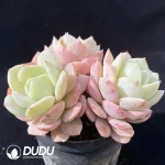Echeveria Love Song Clustering - Image 2
