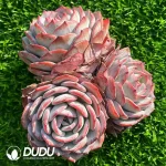 Echeveria Xianzi Clustering