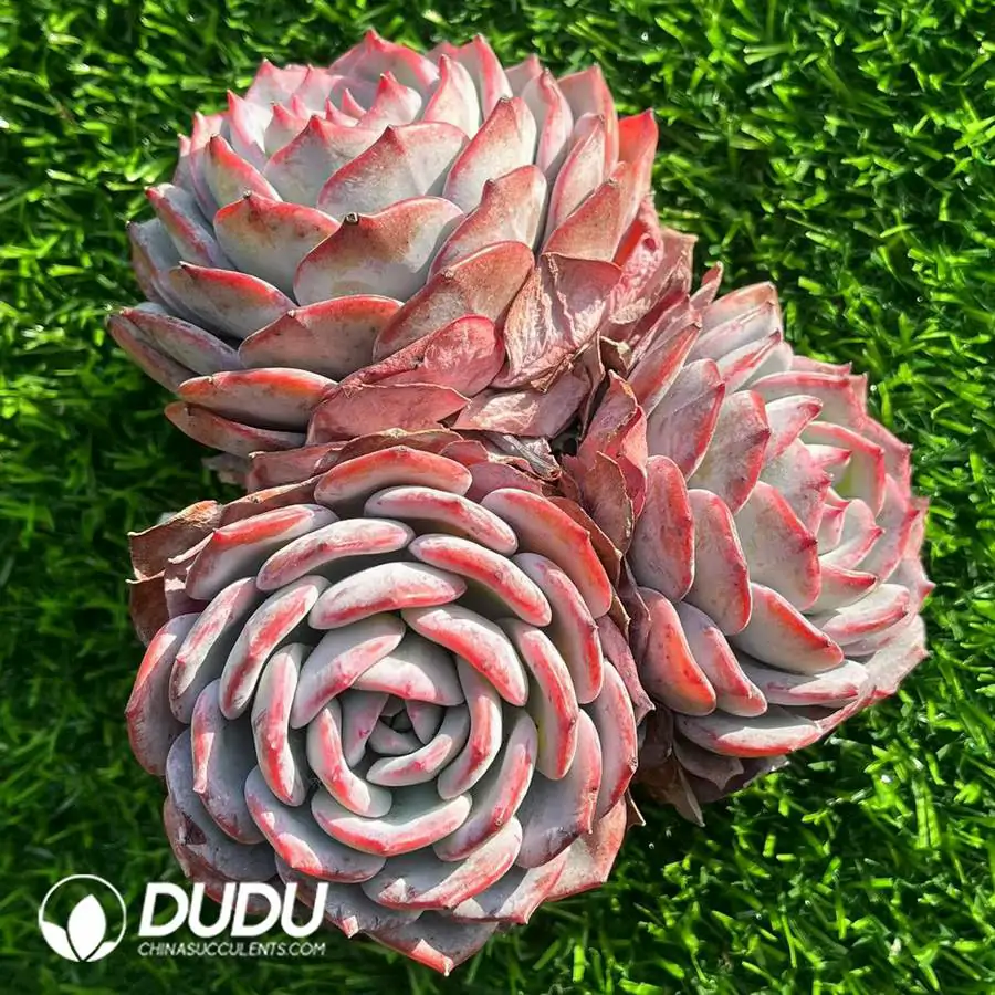 1756120840-e201-461.webp Echeveria Xianzi Clustering - Image 1