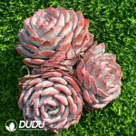 Echeveria Xianzi Clustering - Image 2