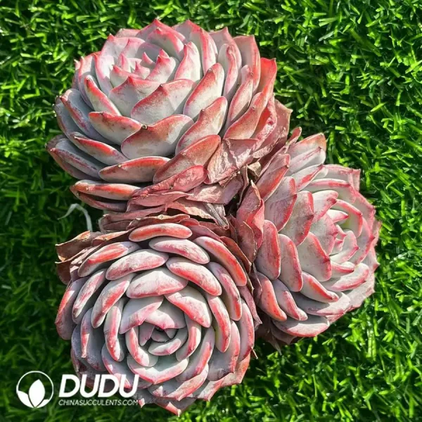 Echeveria Xianzi Clustering - Image 2