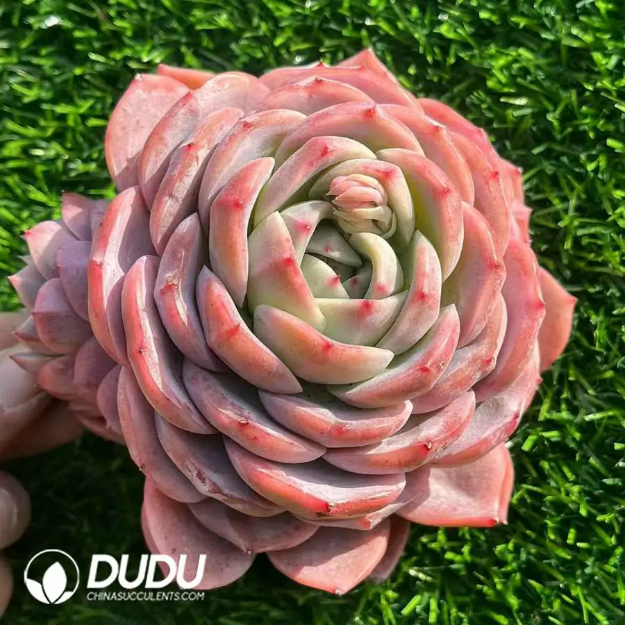 1756120842-e201-462.webp Echeveria Xuanbing - Image 1