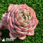 Echeveria Xuanbing - Image 2