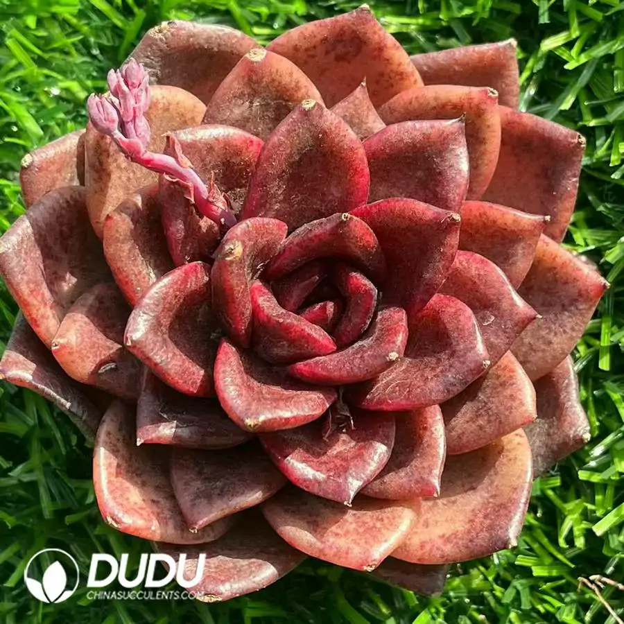 1756120845-e201-464.webp Echeveria Magic Rose - Image 1