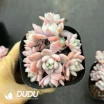 35Pcs Echeveria Dew Condensation Cluster
