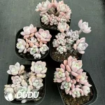 35Pcs Echeveria Dew Condensation Cluster - Image 2