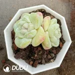 54Pcs Echeveria Daifuku Double Head