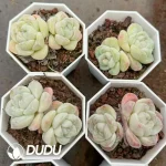 54Pcs Echeveria Daifuku Double Head - Image 2