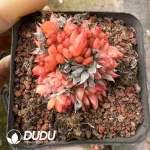 54Pcs Echeveria Red Maple Leaf Cristata