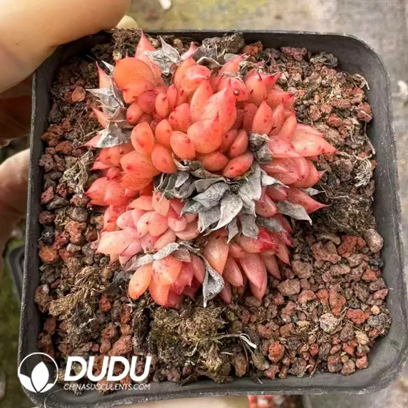 1756120900-e201-494.webp 54Pcs Echeveria Red Maple Leaf Cristata - Image 1