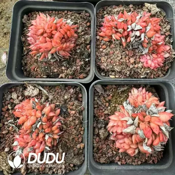 54Pcs Echeveria Red Maple Leaf Cristata - Image 2