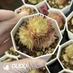54Pcs Echeveria Peacock Cluster