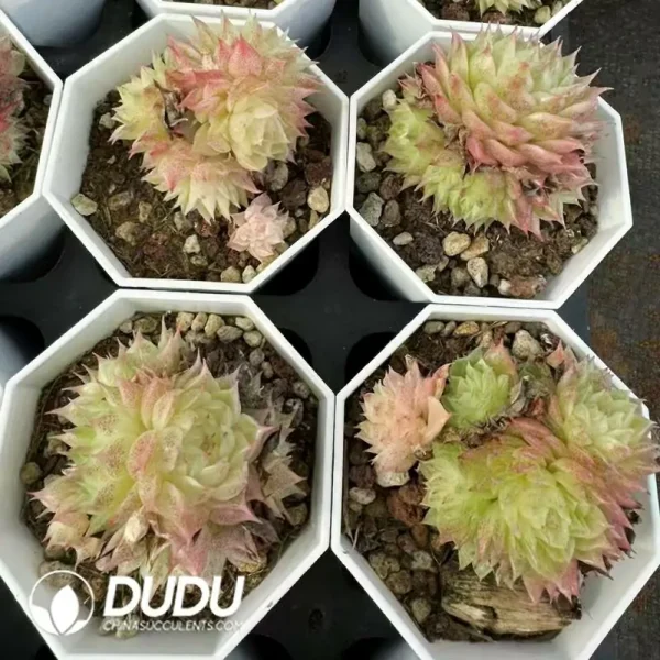 54Pcs Echeveria Peacock Cluster - Image 2