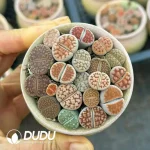 $4.3*48Pcs Lithops Two-Color Porcelain Pot Collection