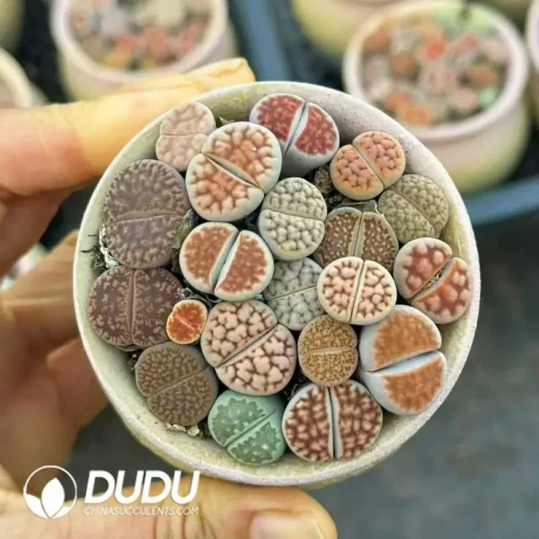 1756120908-e201-498.webp $4.3*48Pcs Lithops Two-Color Porcelain Pot Collection - Image 1