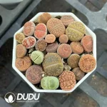 54Pcs Lithops Aucampiae