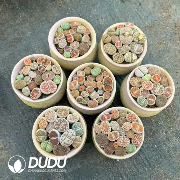 $4.3*48Pcs Lithops Two-Color Porcelain Pot Collection - Image 2