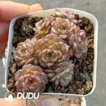 54Pcs Echeveria Chocolate Mocha Cluster