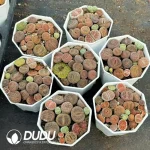 54Pcs Lithops Aucampiae - Image 2