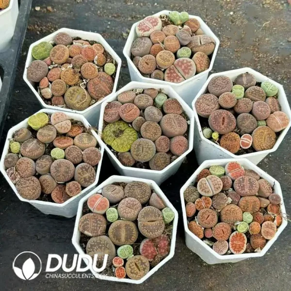 54Pcs Lithops Aucampiae - Image 2
