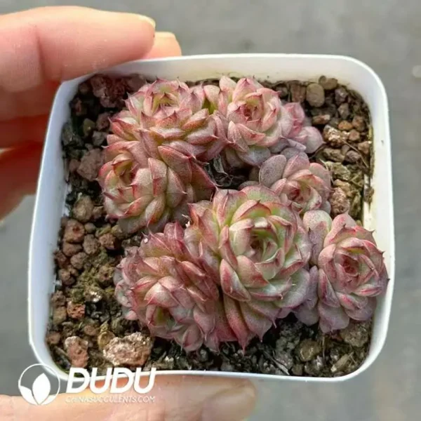 54Pcs Echeveria Chocolate Mocha Cluster - Image 2