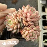 $2.2*54Pcs Echeveria Ben Badis Cluster