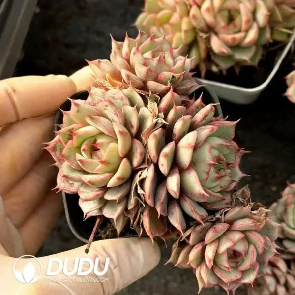 1756120916-e202-471.webp $2.2*54Pcs Echeveria Ben Badis Cluster - Image 2
