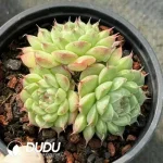 35Pcs Echeveria Neptune Cluster