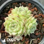 35Pcs Echeveria Neptune Cluster - Image 2